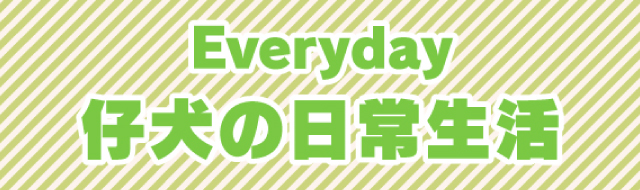 仔犬の日常生活