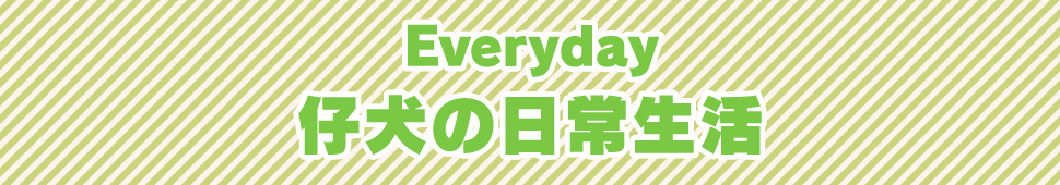 仔犬の日常生活