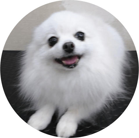 「交配リタイヤ犬」って知っていますか？