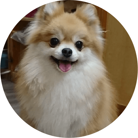 「交配リタイヤ犬」って知っていますか？