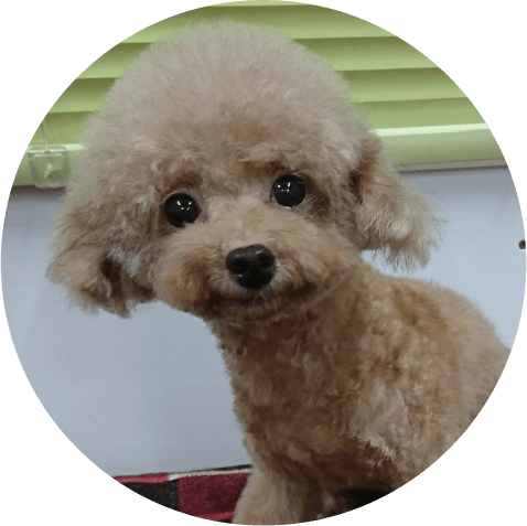 「交配リタイヤ犬」って知っていますか？