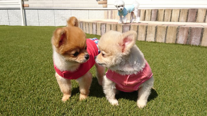 「交配リタイヤ犬」って知っていますか？